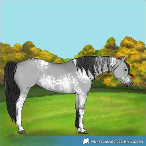 Horse Color:Gray White Spotted Grullo Chinchilla Tobiano Rabicano 