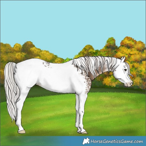 Horse Color:White Spotted Silver Brown Dun Tobiano 