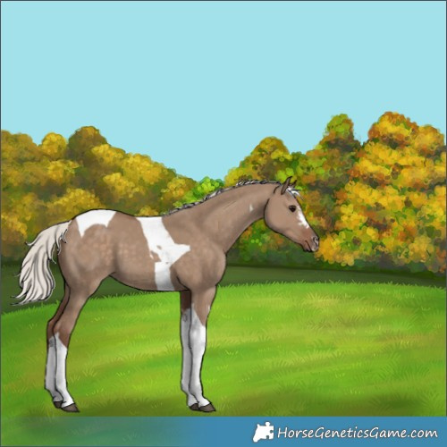 Horse Color:Silver Grullo Sabino Tobiano 