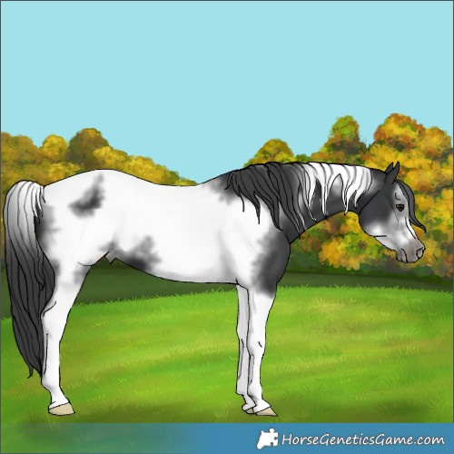 Horse Color:Black Tobiano Frame 