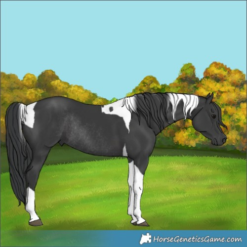 Horse Color:Black Tobiano Rabicano 