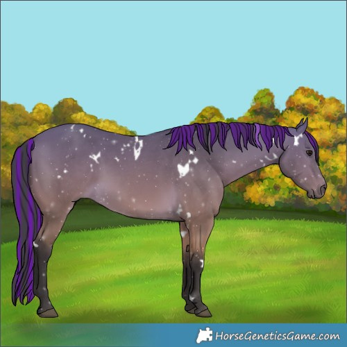 Horse Color:Painted White Spotted Buckskin Rabicano 