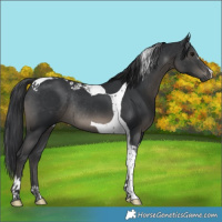 Horse Color:Black Tobiano Rabicano 