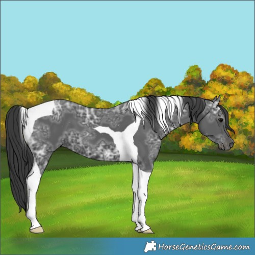 Horse Color:Black Ice Tobiano 