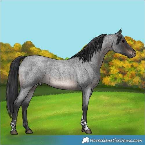 Horse Color:Brown Roan Tobiano Rabicano 