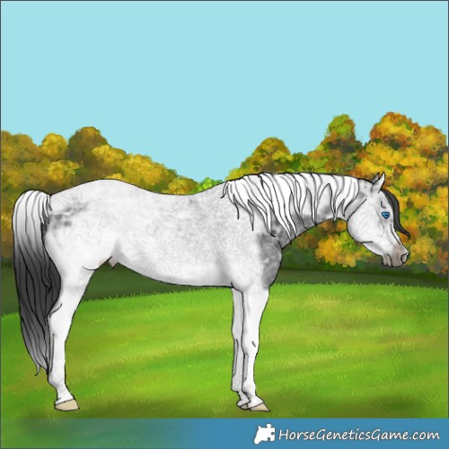Horse Color:Black Ice Splash Tobiano Frame 