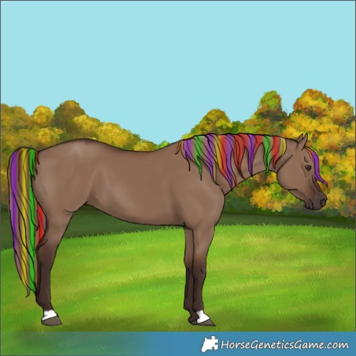 Horse Color:Painted Liver Red Dun 