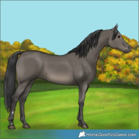 Horse Color:Grullo 
