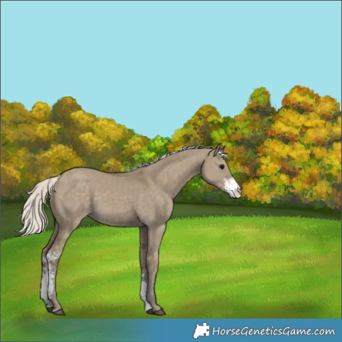 Horse Color:Silver Smoky Grullo Sabino 