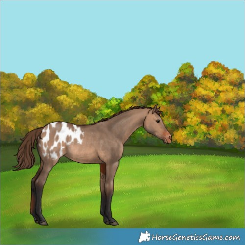 Horse Color:Bay Dun Blanket Rabicano 