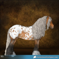 Horse Color:Gray Silver Buckskin Roan Appaloosa 