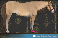 Horse Color:Amber Cream Champagne 