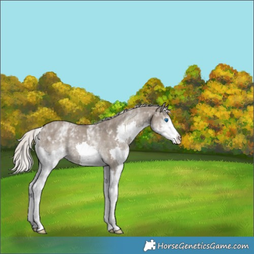Horse Color:White Spotted Silver Grullo Splash Rabicano 