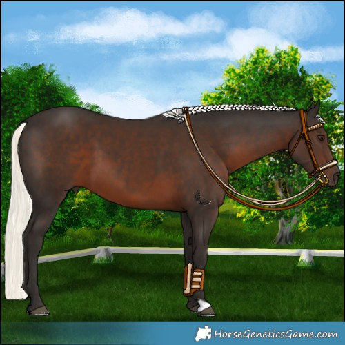 Horse Color:Liver Chestnut Mushroom 