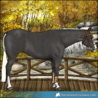 Horse Color:Liver Chestnut Mushroom Sabino