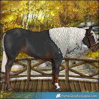 Horse Color:Liver Chestnut Mushroom