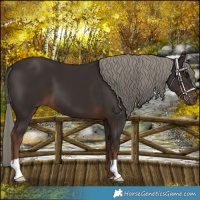 Horse Color:Liver Chestnut Mushroom 