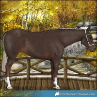 Horse Color:Liver Chestnut Mushroom 