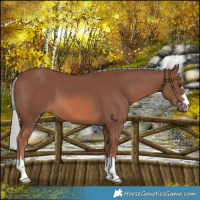 Horse Color:Chestnut Mushroom 