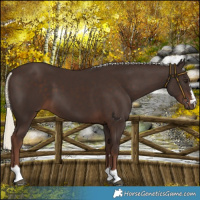 Horse Color:Liver Chestnut Mushroom 