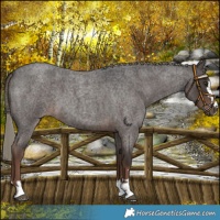 Horse Color:Liver Red Roan Mushroom