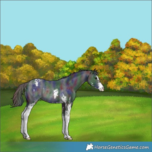 Horse Color:Nacre Black Sabino Varnish Rabicano 