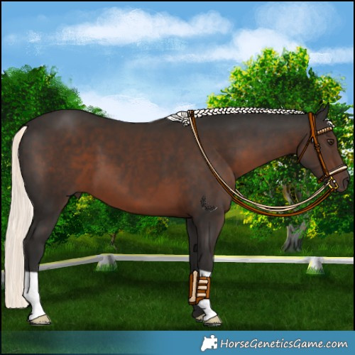 Horse Color:Liver Chestnut Mushroom 