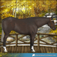 Horse Color:Liver Chestnut Mushroom