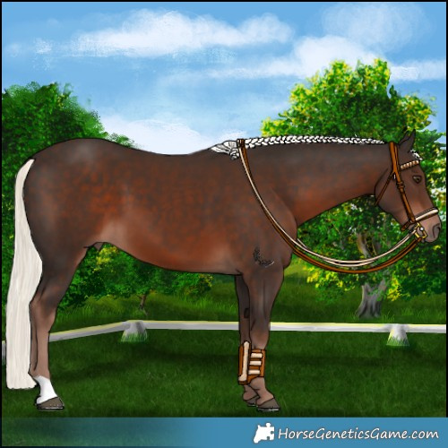 Horse Color:Liver Chestnut Mushroom 