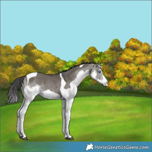 Horse Color:Grullo Splash Tobiano 