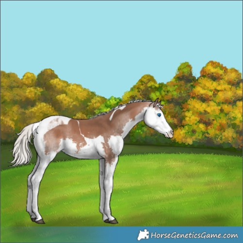 Horse Color:Silver Brown Sabino Splash Tobiano 