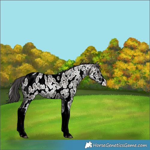 Horse Color:Grullo Ice Sabino Tobiano Appaloosa 