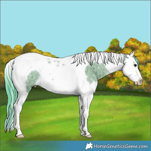 Horse Color:Watercolor White Spotted Grullo Ice Splash Tobiano 