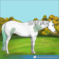 Horse Color:Watercolor White Spotted Grullo Ice Splash Tobiano 
