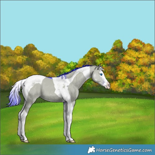 Horse Color:Watercolor Grullo Splash Tobiano 