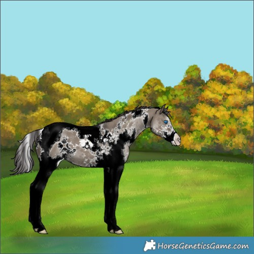 Horse Color:Smoky Grullo Splash Tobiano 