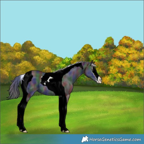 Horse Color:Nacre Black Splash Tobiano Rabicano 