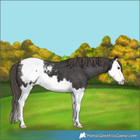Horse Color:Smoky Black Splash Appaloosa