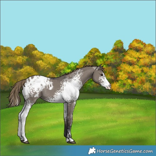 Horse Color:White Spotted Smoky Grullo Sabino Blanket Rabicano 
