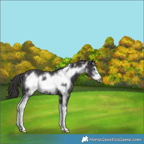 Horse Color:Smoky Black Sabino Frame Rabicano 