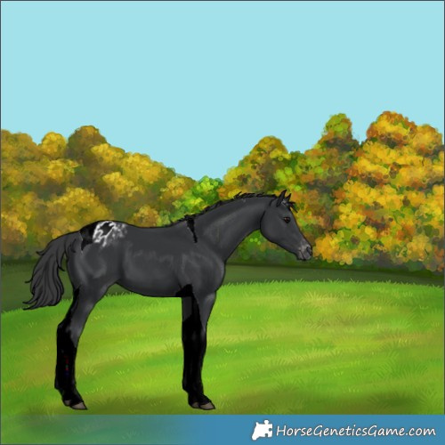 Horse Color:Black Tobiano Appaloosa 