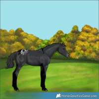Horse Color:Black Tobiano Appaloosa 