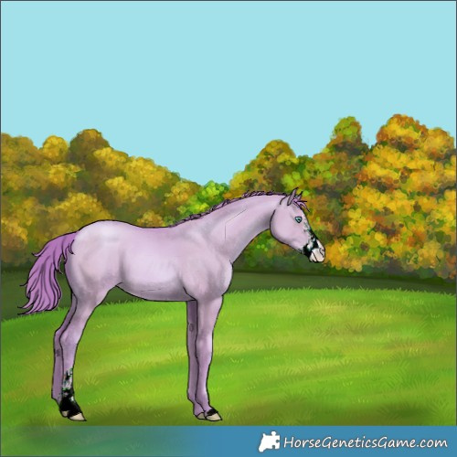 Horse Color:Watercolor Smoky Grullo Pearl Sabino 