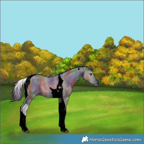 Horse Color:Nacre Grullo Tobiano Rabicano 
