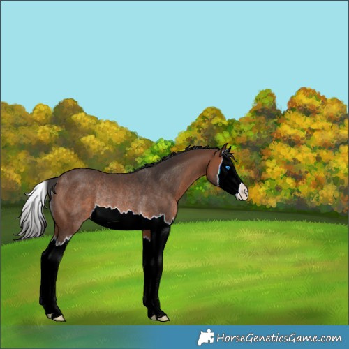 Horse Color:Brown Splash Varnish Rabicano 