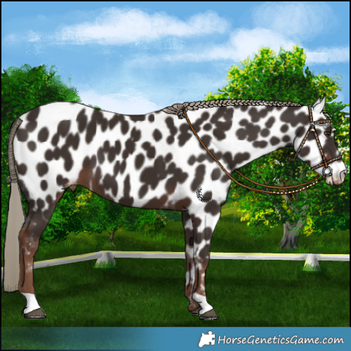Horse Color:Liver Chestnut Mushroom Appaloosa 