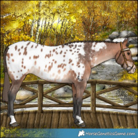 Horse Color:Bay Mushroom Near Leopard 
