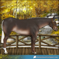 Horse Color:Liver Chestnut Mushroom 