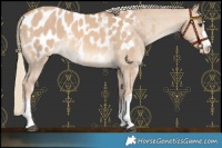 Horse Color:Red Dun Mushroom Appaloosa 
