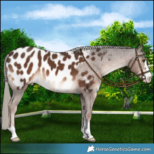 Horse Color:Liver Chestnut Mushroom Appaloosa